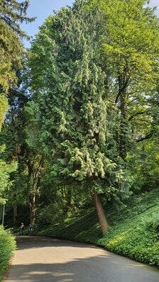 Riesenlebensbaum