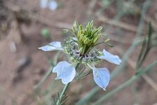 Bildergalerie Erhaltungsacker TH Bingen Acker-Schwarzkümmel - Nigella arvensis