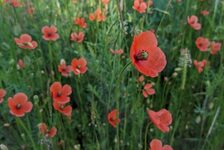 Bildergalerie Erhaltungsacker TH Bingen Verkannter-Mohn - Papaver confine
