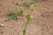 Bildergalerie Erhaltungsacker TH Bingen Acker-Hellerkraut - Thlaspi arvense