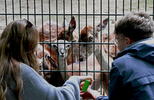 Besucher am Ziegengehege des Zoo Mainz
