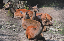 Tiere im Wildpark Gonsenheim