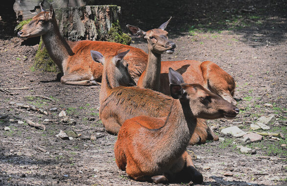 Wild im Zoo Mainz, Standort Gonsenheim