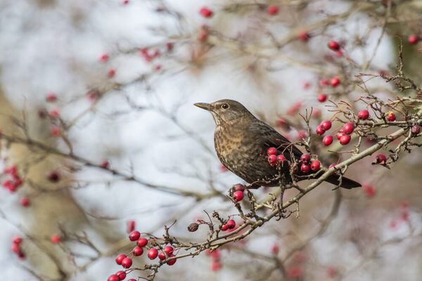 Amsel auf einem Ast. © AdobeStock_ulikloes