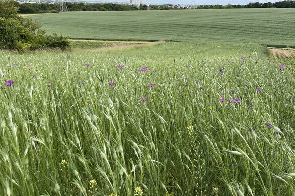 Erhaltungsacker Lerchenberg