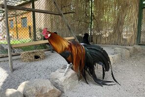 Phoenix-Huhn © Landeshauptstadt Mainz