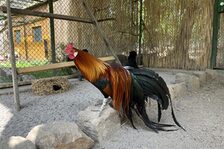 Phoenix Huhn im Gonsenheimer Wildpark